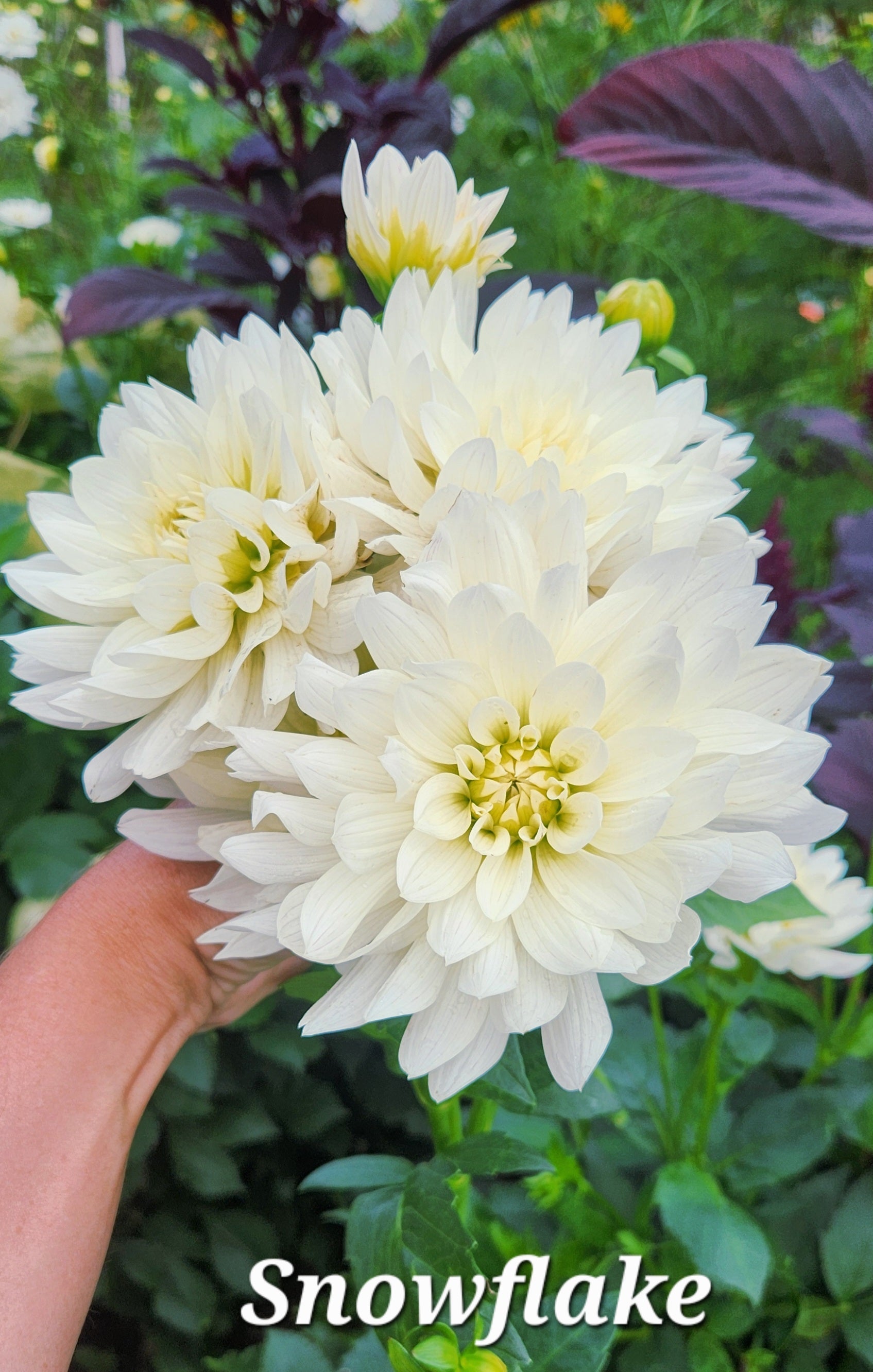Snowflake