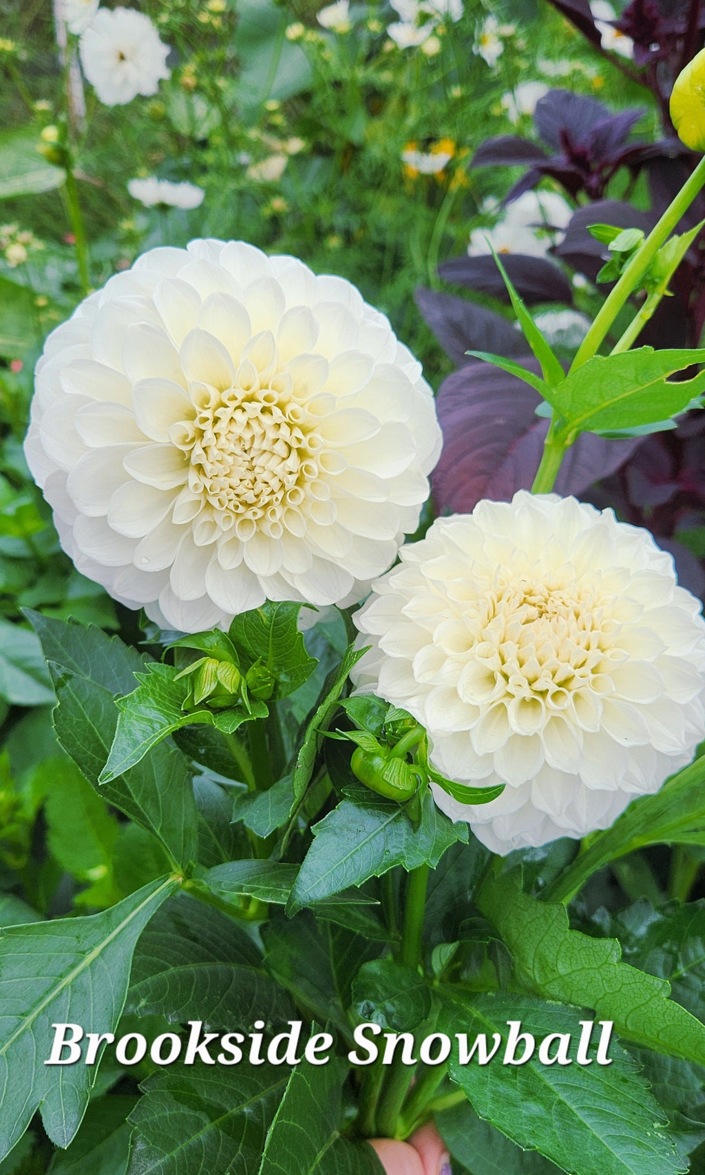 Brookside Snowball