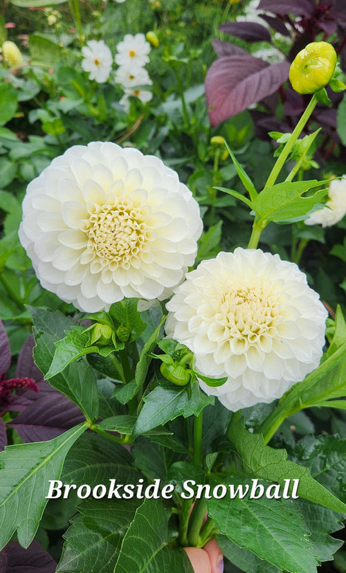 Brookside Snowball