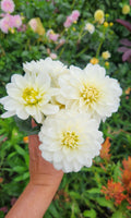 White Onesta