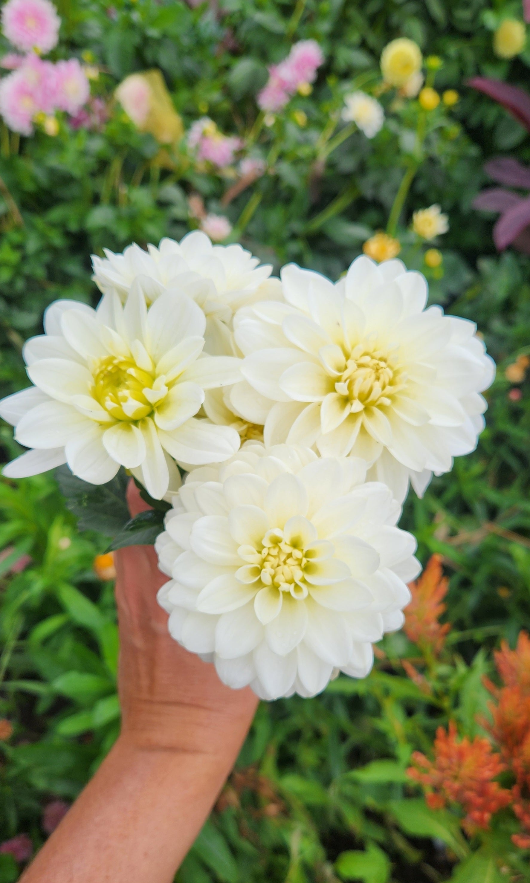 White Onesta