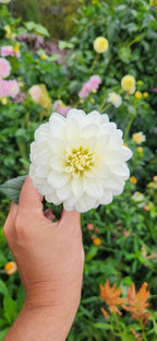 White Onesta