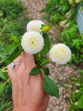 Tiny Treasure