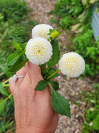 Tiny Treasure