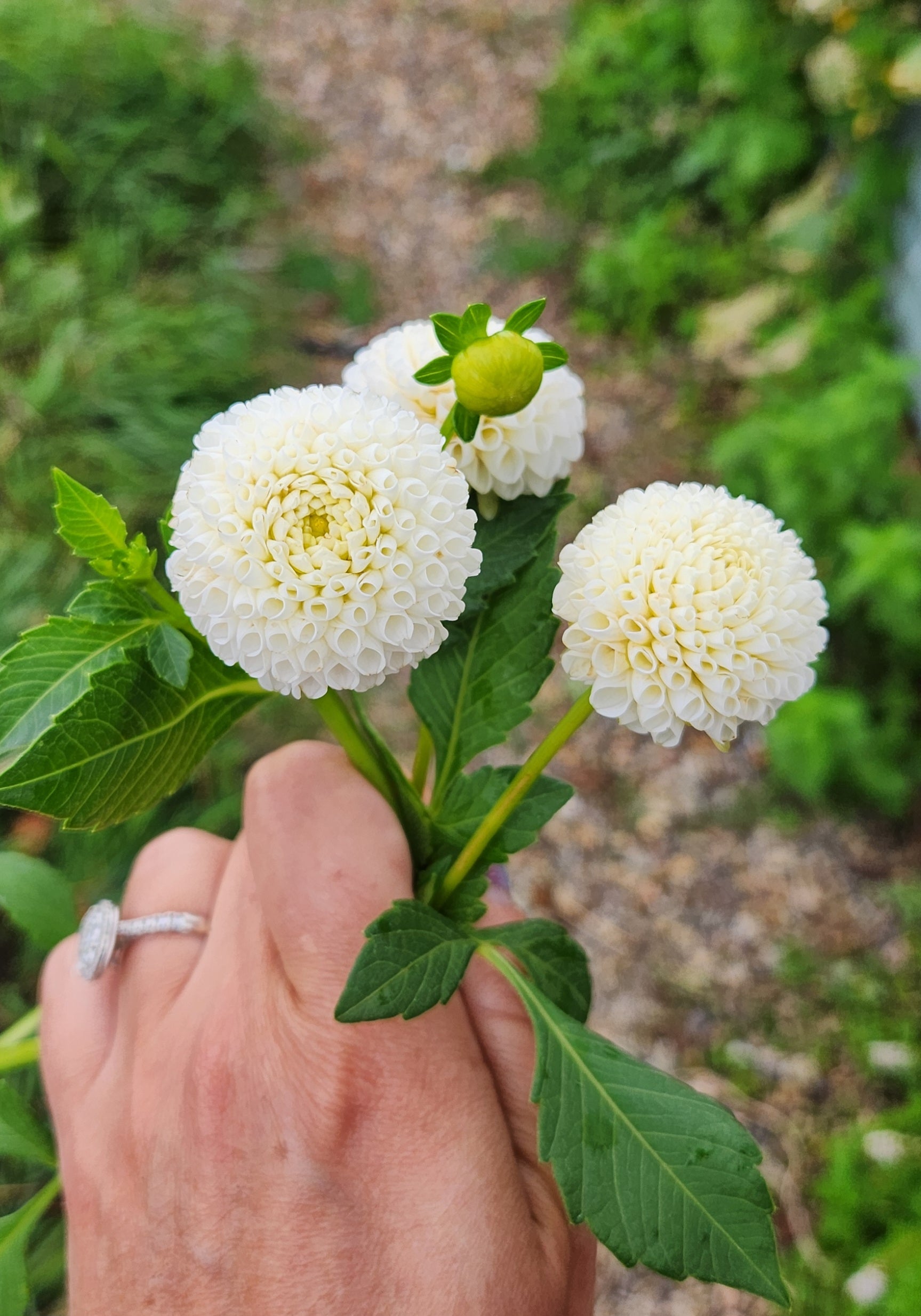 Tiny Treasure