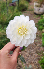 White Onesta