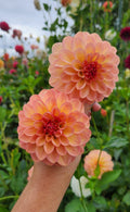 Lark's Ebbe