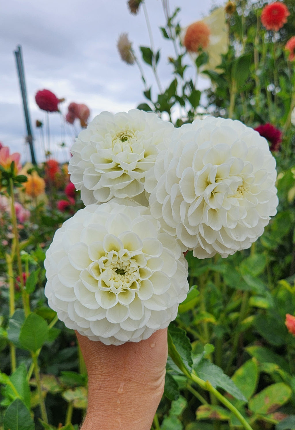 Orsett Beauty