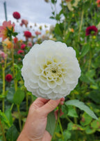 Orsett Beauty