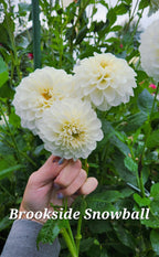 Brookside Snowball