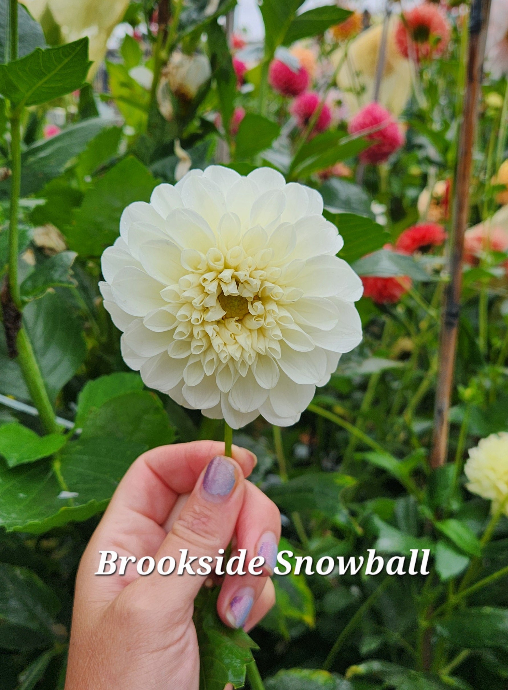 Brookside Snowball