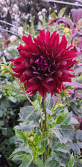 Hollyhill Black Beauty